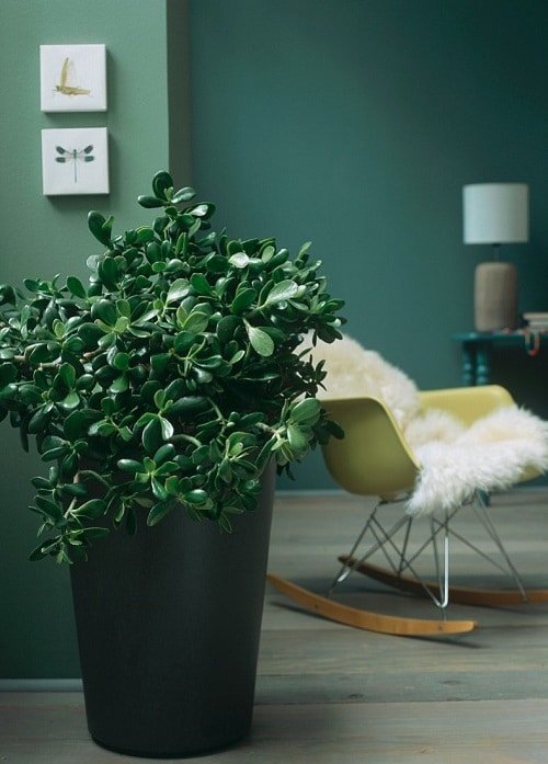 Indoor Plants that are Literally Oxygen Bombs 3