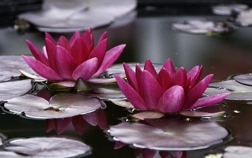 Miniature Water Lily Varieties 3