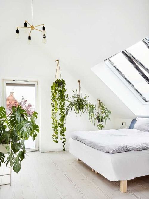 Stunning Attic Rooms with Plants Pictures 2