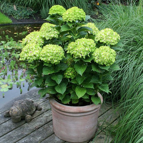 Pictures of Container Gardening with Hydrangeas 3