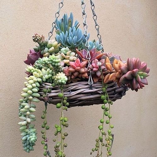 Succulent Hanging Garden Ideas 13