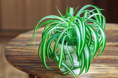 Awesome Spider Plant Pictures that Will Make You Its Super Fan 3