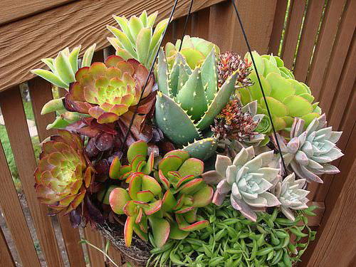 Succulents in One Pot