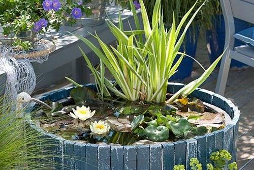 Small Water Plants for Mini Container Water Gardens 4