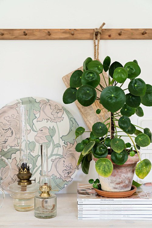 Affordable Houseplants You Can Get So Cheap! Even Free! 4