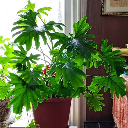Indoor Plants with Fanciful Cut Foliage 15