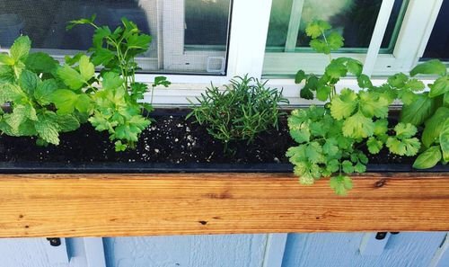 Creative Herb Garden in Window Box Ideas 3