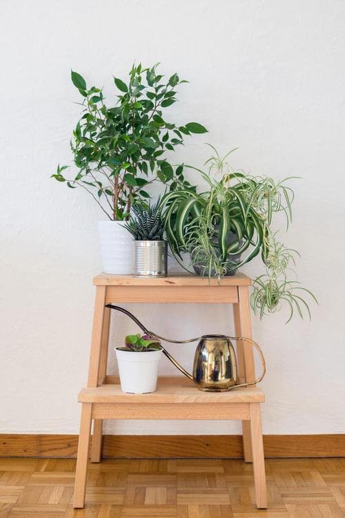 Awesome Spider Plant Pictures that Will Make You Its Super Fan 4