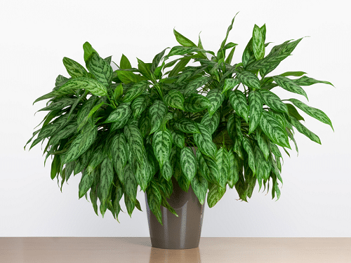 Indoor Plants that are Literally Oxygen Bombs 4