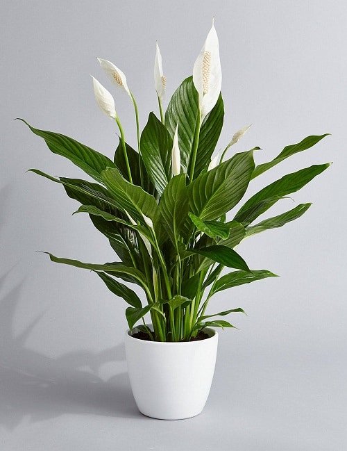 Best Types of Peace Lily in pot