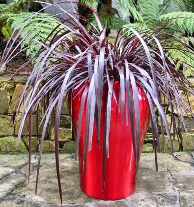 14 Unique Indoor Plants that Look Like Hair Strands