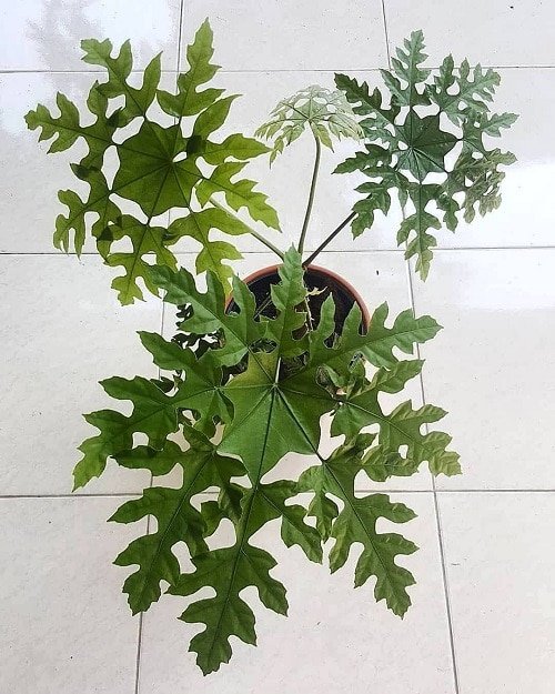 Indoor Plants with Fanciful Cut Foliage 44