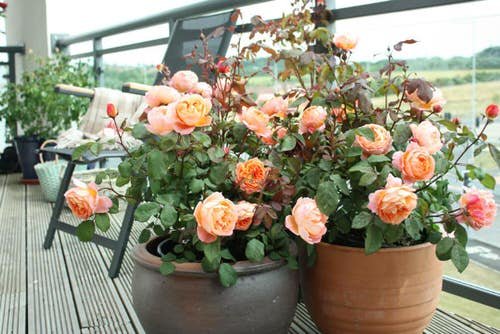 Balcony Rose Garden Pictures 3