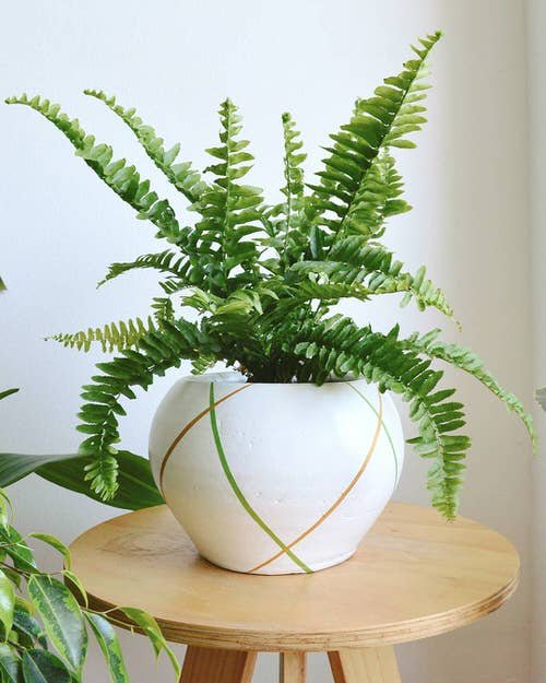 Most Exotic Ferns 5
