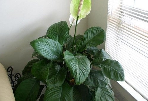 Types of Peace Lily 5