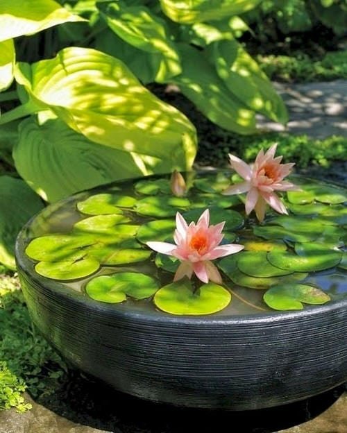 Small Water Plants for Mini Container Water Gardens 5