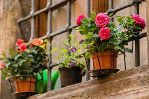 18 Really Eye-Catching Balcony Rose Garden Pictures