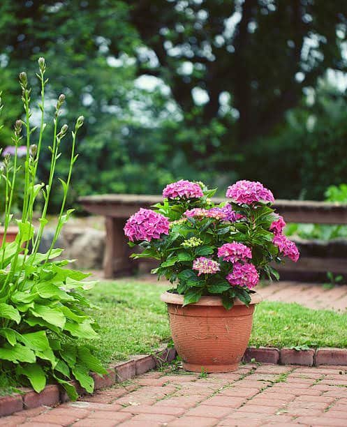 Imágenes de jardinería en macetas con hortensias 5