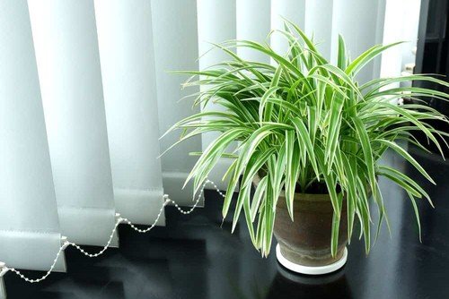 Awesome Spider Plant Pictures that Will Make You Its Super Fan 5