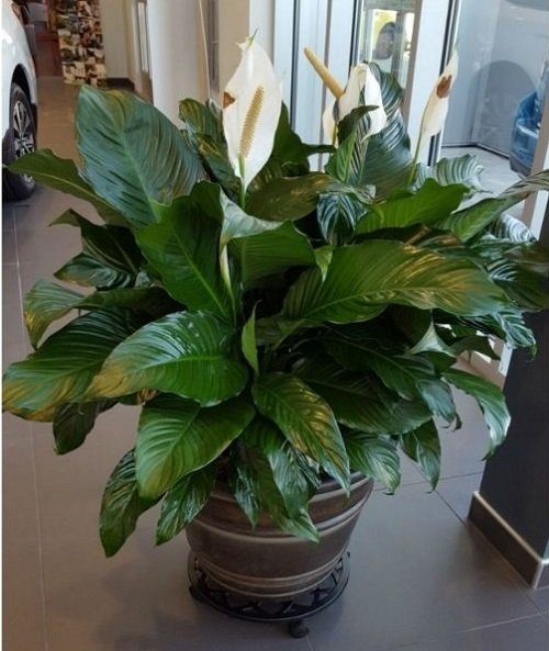 Peace Lily Brown Tips 2