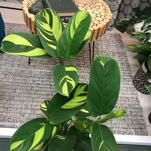 Marantifolia calathea plant indoor