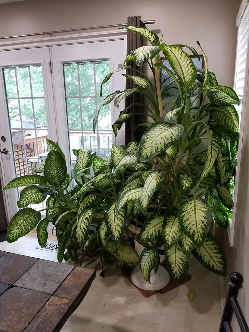 Beautiful Houseplants 1