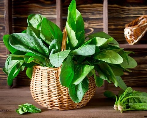 Things You Should Know to Grow Spinach Indoors