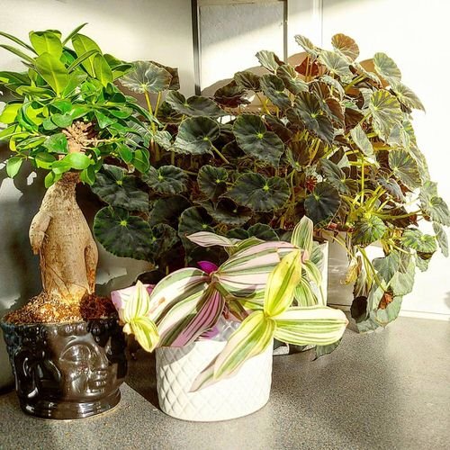 Indoor Plant Corner ideas 15