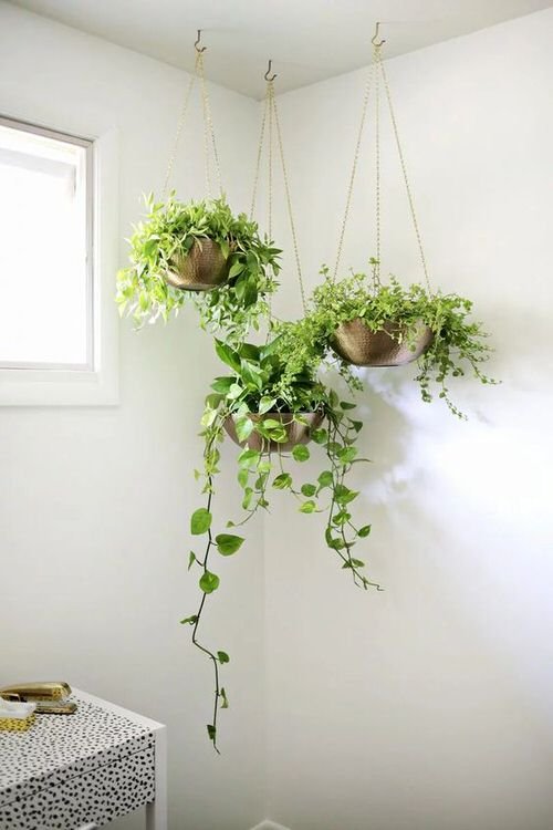 Indoor Plant Corner ideas 16