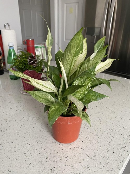 Ideal Kinds of Peace Lily for decor