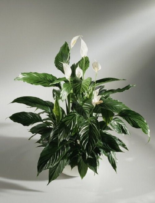 top The Best Kinds of peace Lily