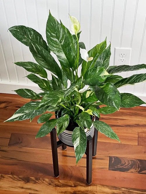best Ideal Kinds of Peace Lily