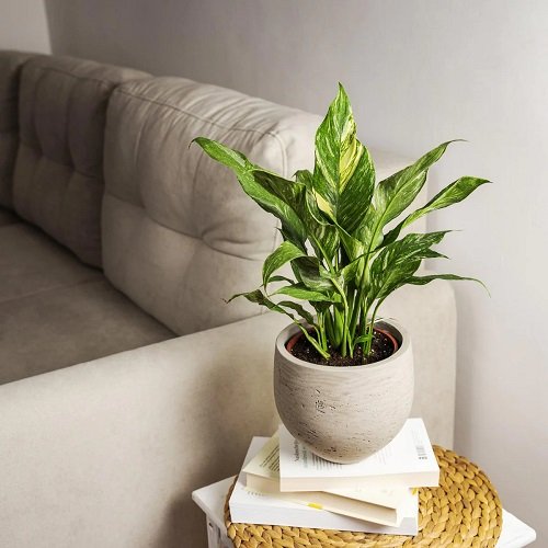 Ideal Kinds of Peace Lily to grow