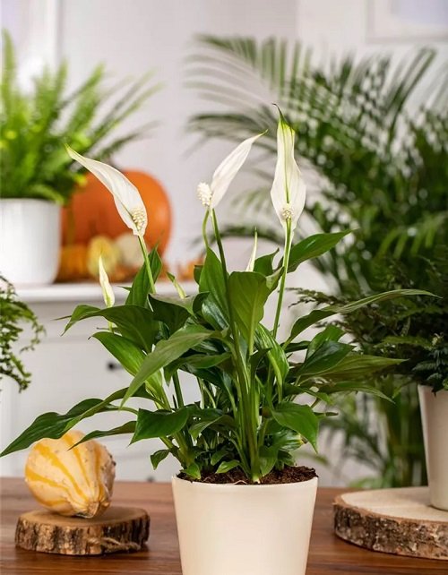 The Best Kinds of peace Lily to grow in your house