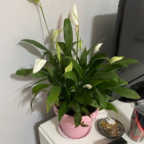 Best Types of Peace Lily