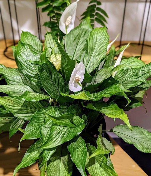 Ideal Kinds of Peace Lily