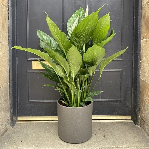 The Best Kinds of peace Lily 