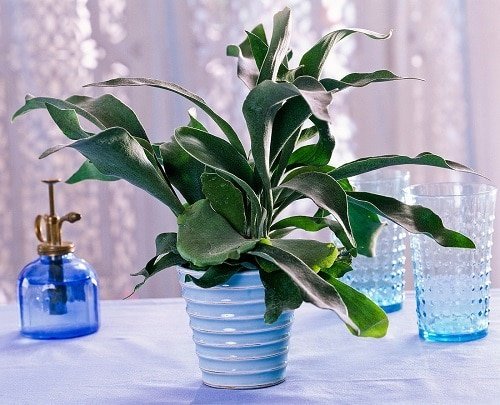 Cold Tolerant Indoor Plants 5