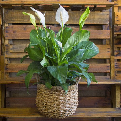 Ideal Kinds of Peace Lily in woven busket