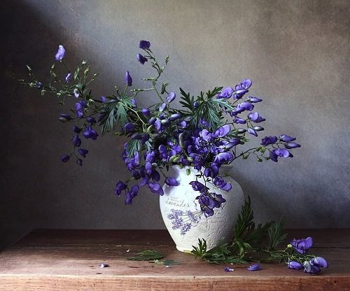 36 Types of Violet Flowers | Best Violet Color Flowers 18