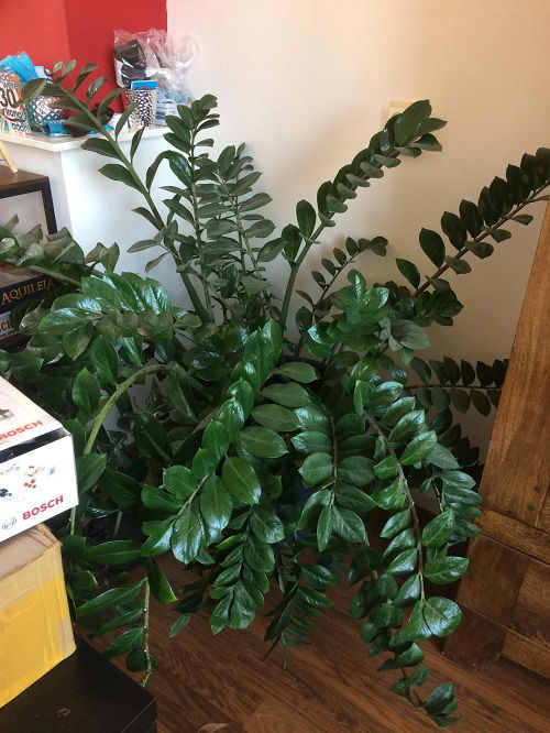 Beautiful Houseplants 2