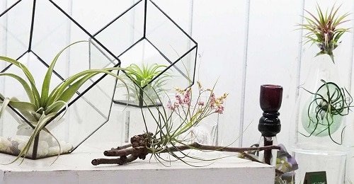 DIY Indoor Plant Display Ideas 4