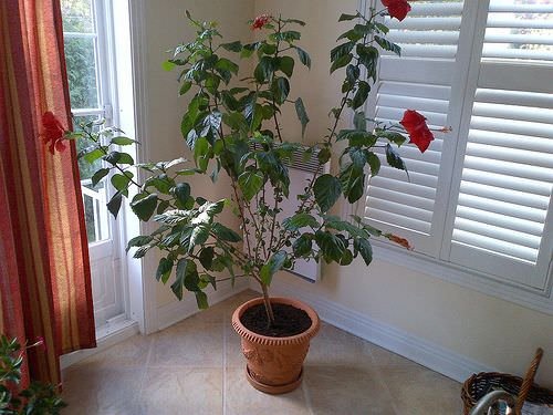 Fast Growing Indoor Plants that Grow Tall 7