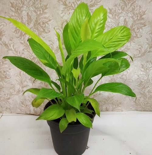 top best Greatest Kinds of peace lily