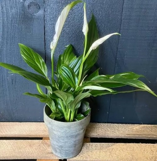 best Greatest Kinds of peace lily
