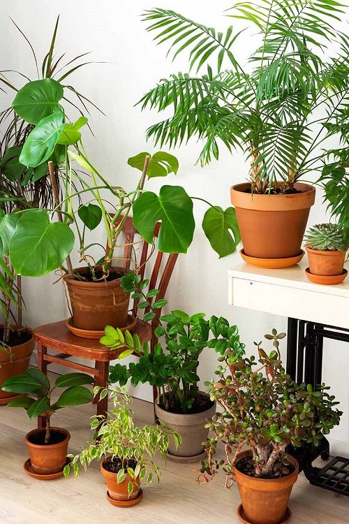 Indoor Plant Corner ideas 17