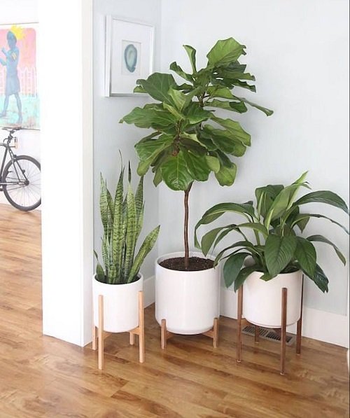 Indoor Plant Corner ideas 20