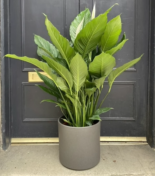 Greatest Kinds of peace lily