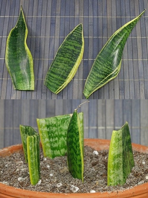 How to Grow Unlimited Snake Plants From Leaves 2