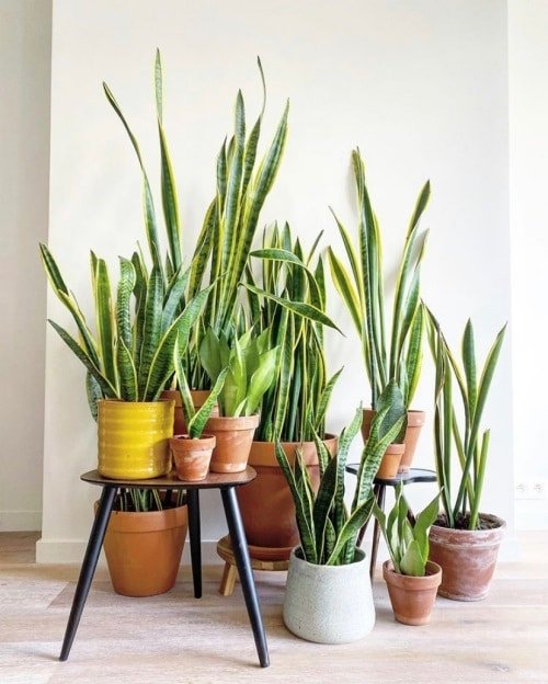 How to Grow Unlimited Snake Plants From Leaves